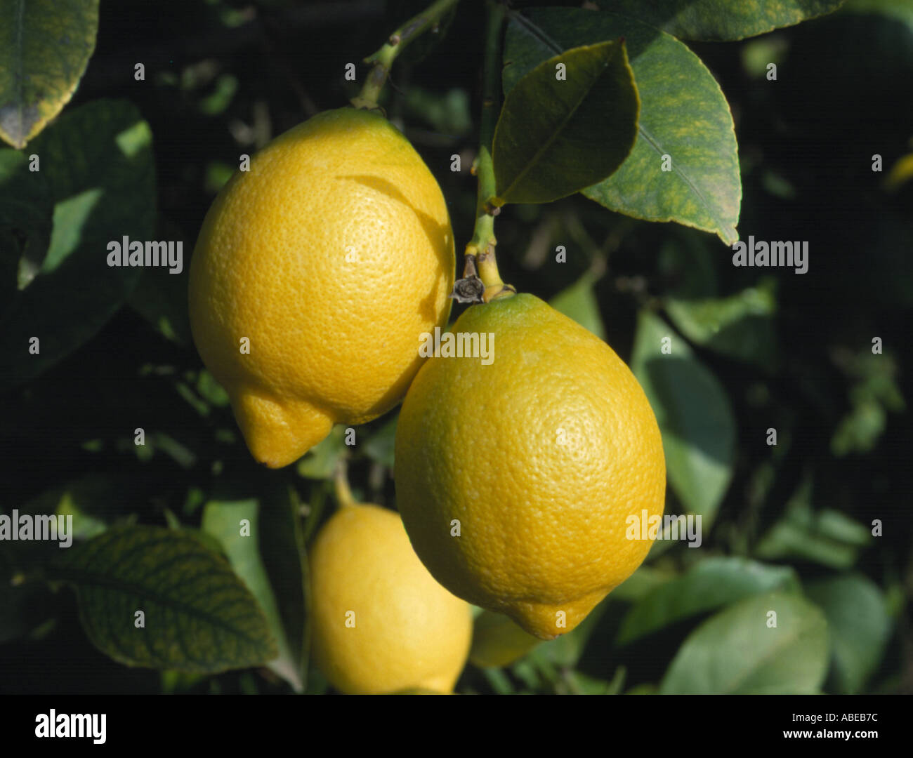 Lemons Citrus limon ripe fruit on the tree Stock Photo