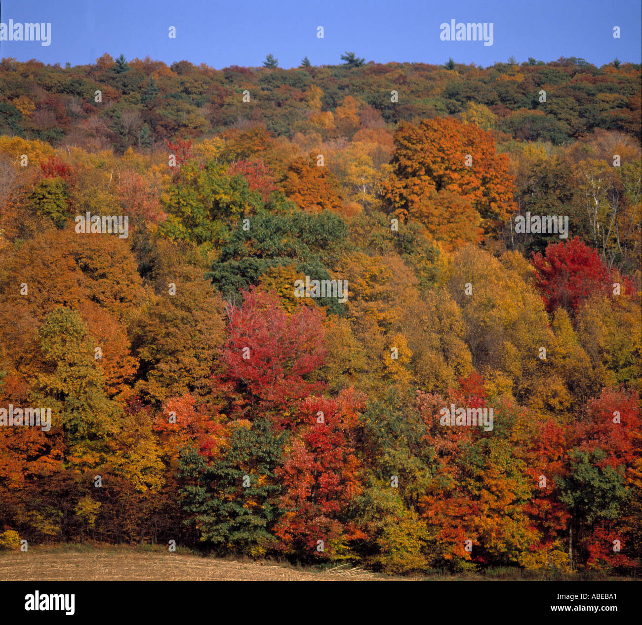 Trees with vivid autumn colours in up State New York in the fall USA Stock Photo