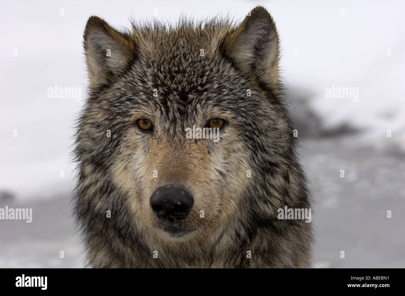 North American Timber Wolf Canis lupus close up of face Montana USA ...