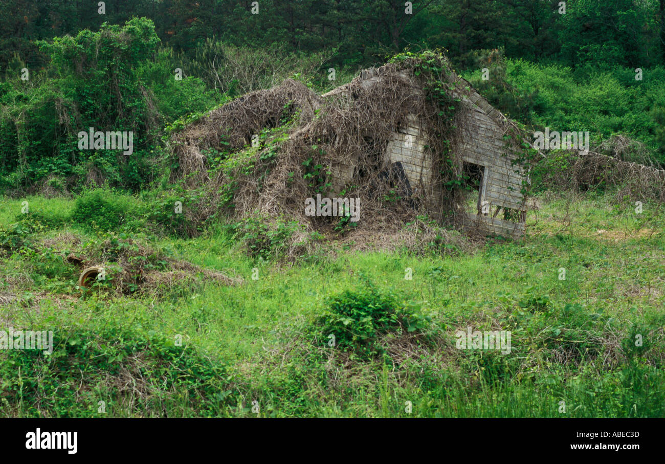 An old collapsed house or abandoned derelict building overgrown with vines  Stock Photo