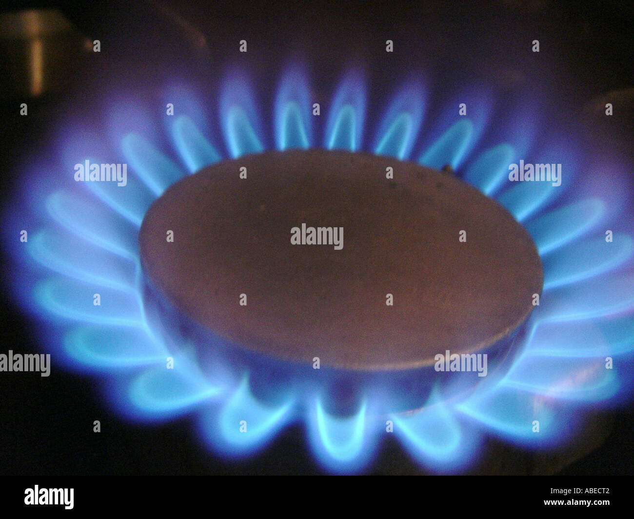 Gas flame of a gas cooker Stock Photo Alamy