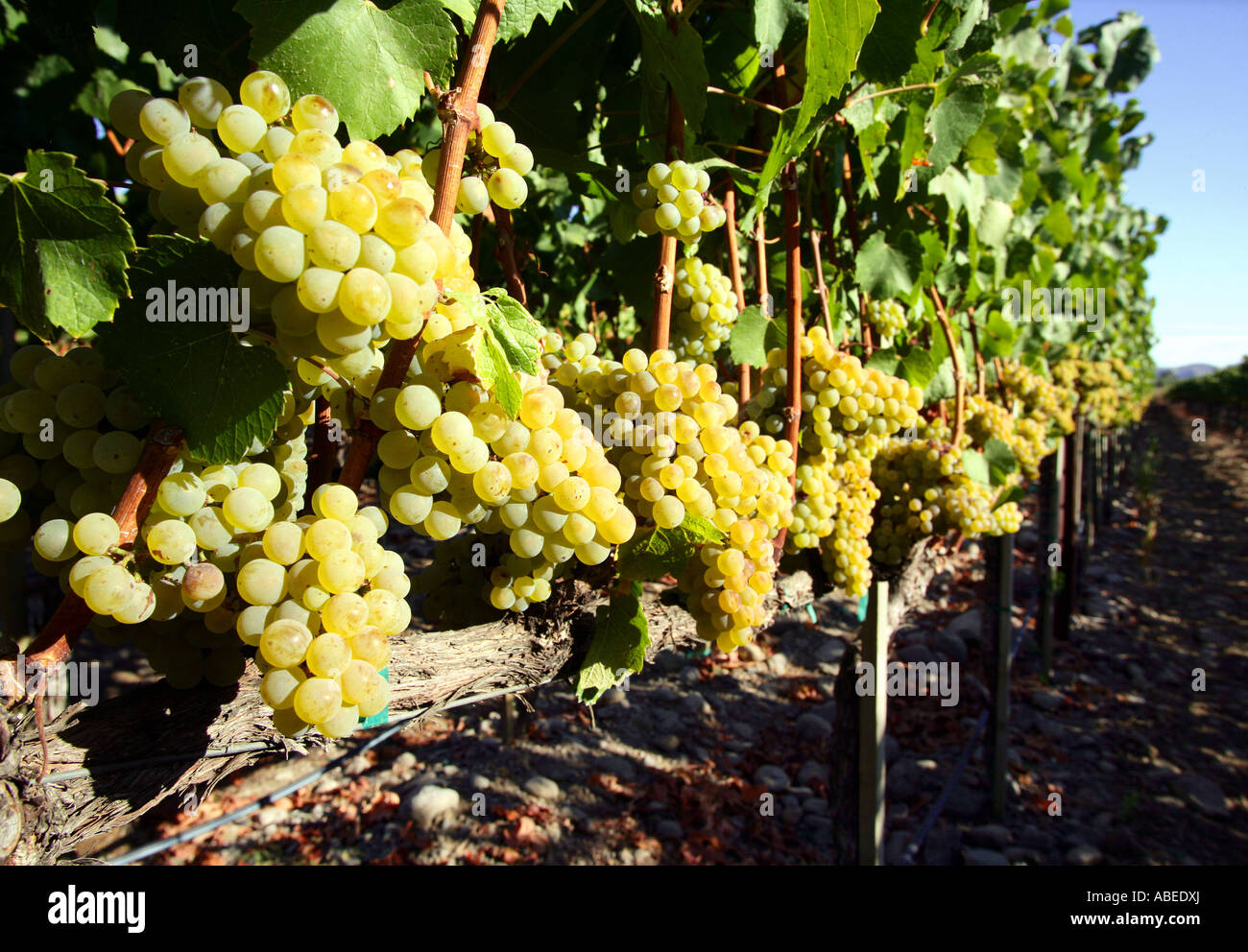 Napa County, Chardonnay wine grapes, vineyards of Napa Valley Stock