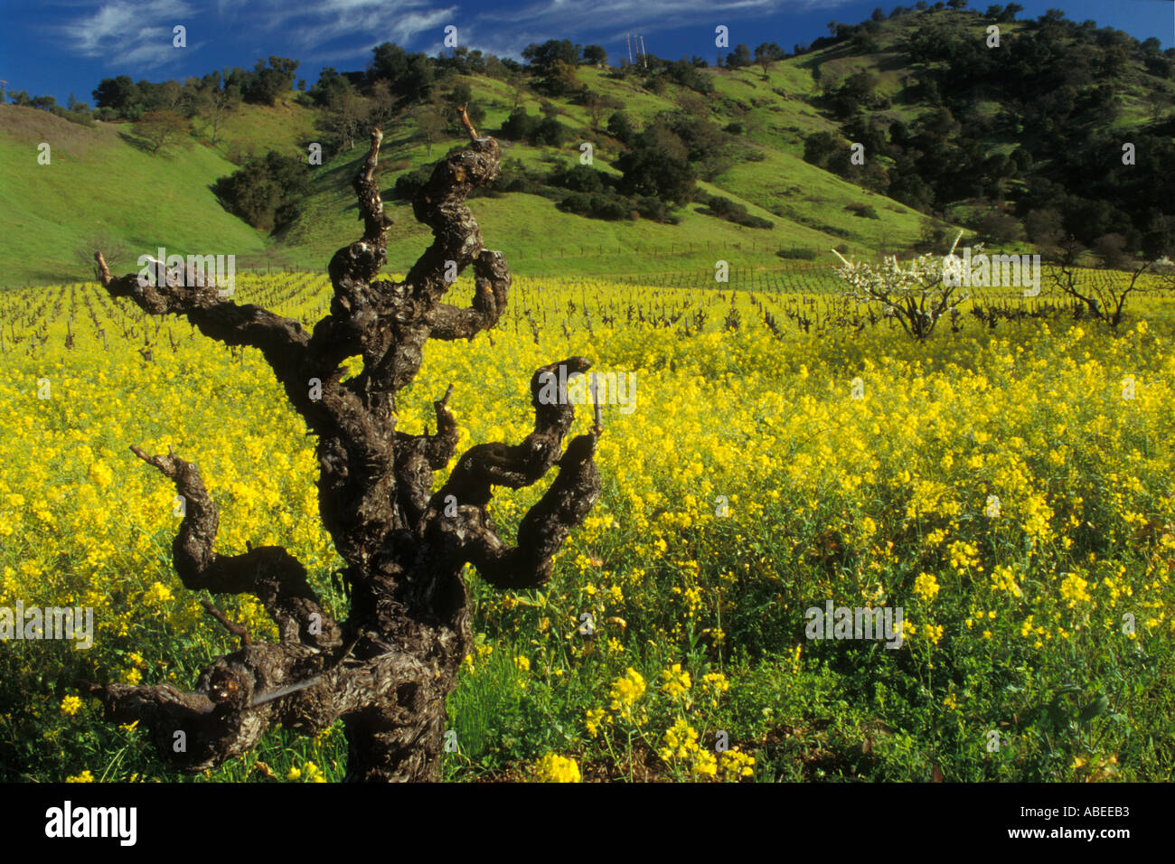 Acres of wildflowers hi-res stock photography and images - Alamy