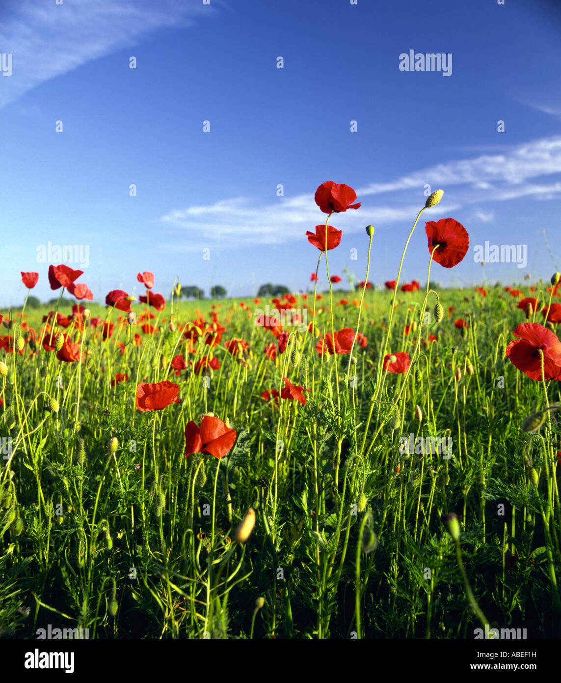 Poppies flowers blue sky clouds hi-res stock photography and images - Alamy