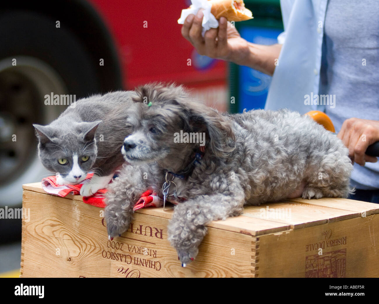 A dog and a cat are pushsed around the streets of Times Square on a cart. Stock Photo