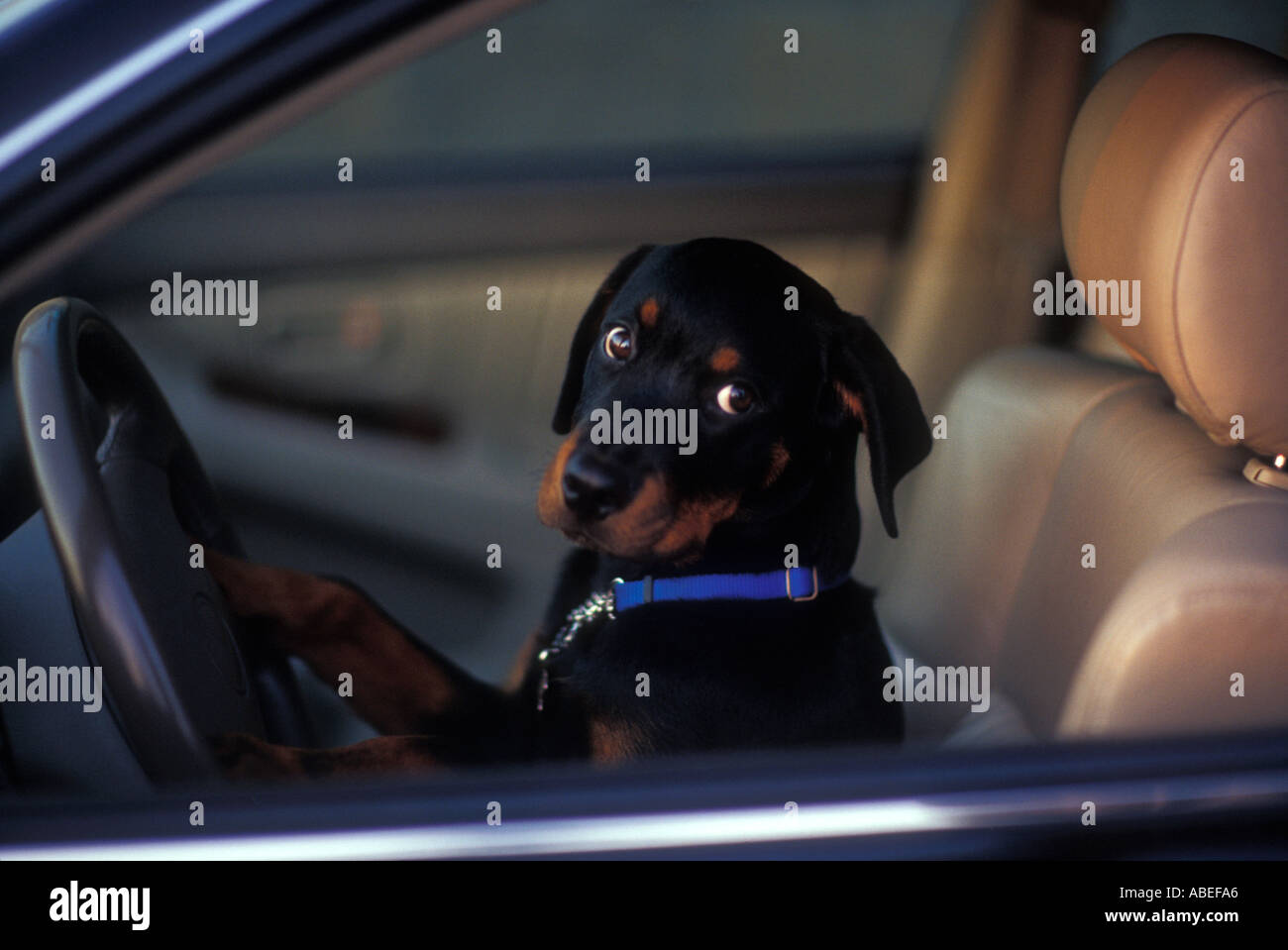 Rottweiler Driving Stock Photo