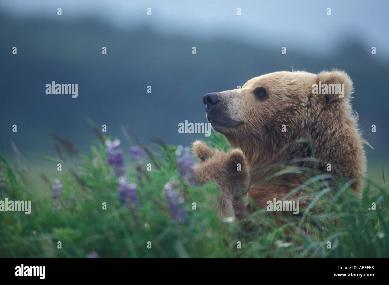 Brown Bear mother and cub Halo Bay Alaska Stock Photo - Alamy