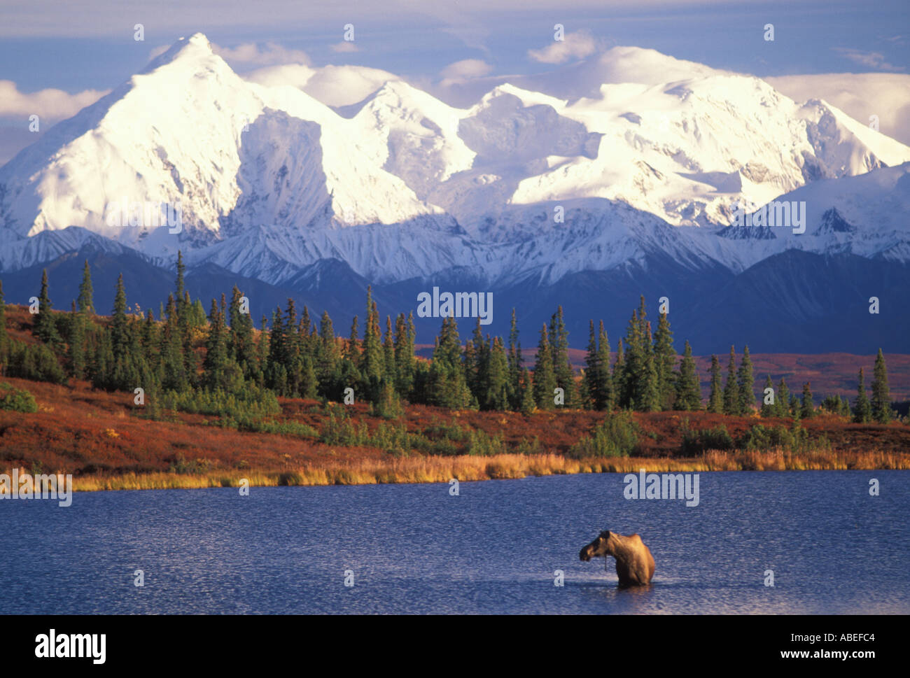Moose in Denali Park Alaska Stock Photo
