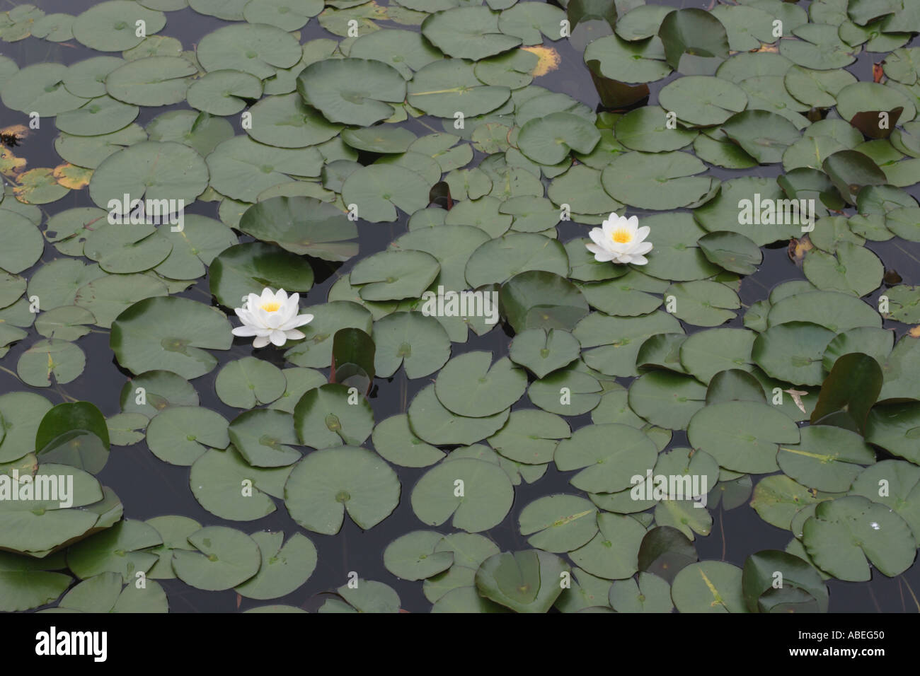 Water lilies in a pond Stock Photo - Alamy