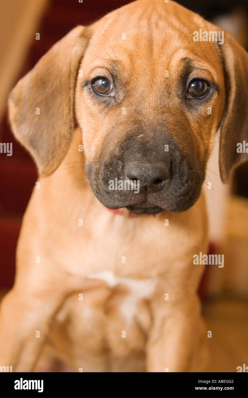 A Rhodesian Ridgeback puppy looks sadly at the camera Stock Photo