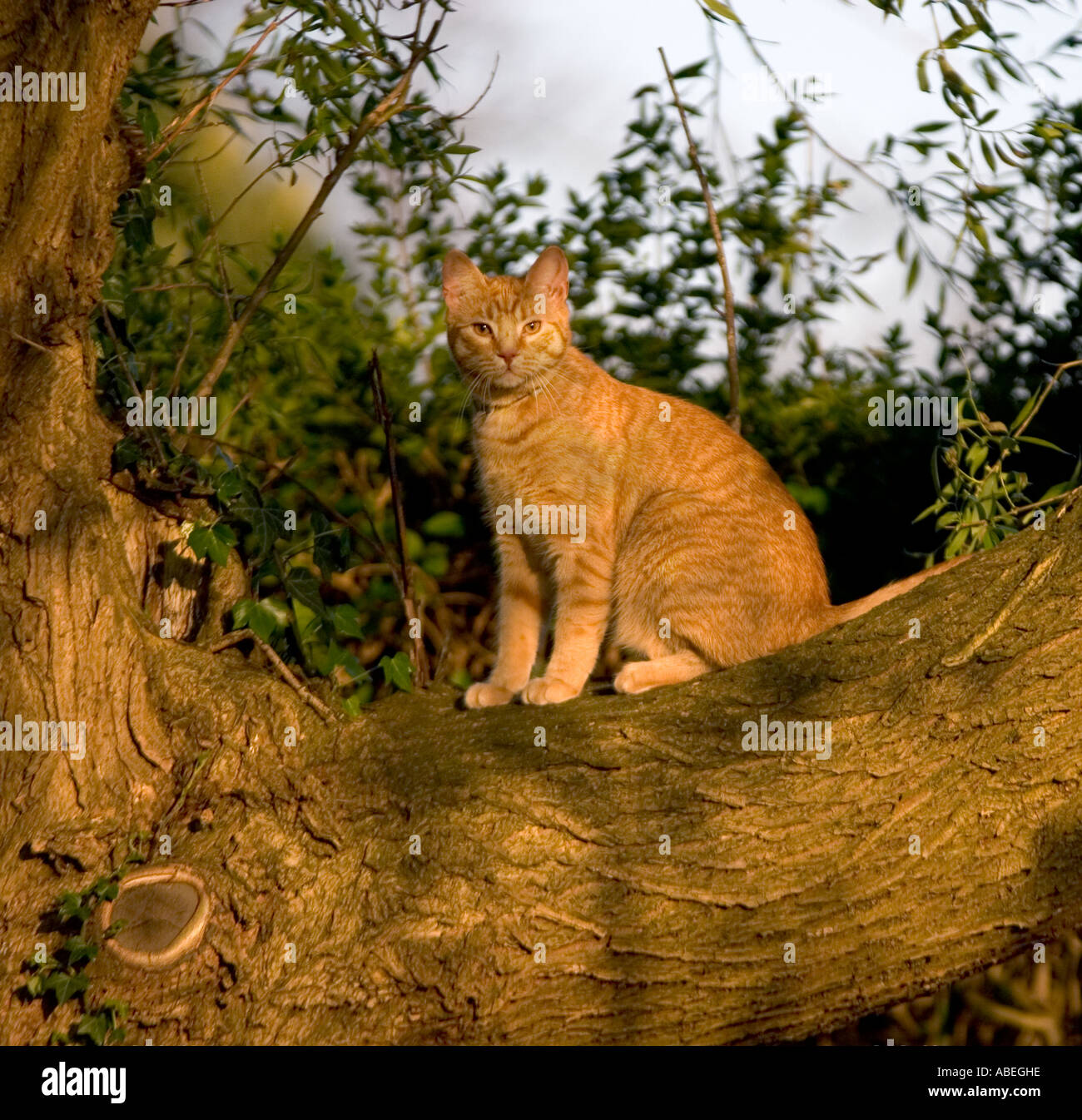 A ginger tom sits alone in a tree Stock Photo