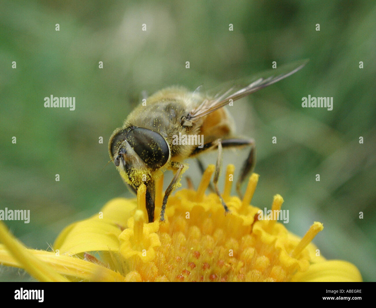 Bee collects pollen Stock Photo