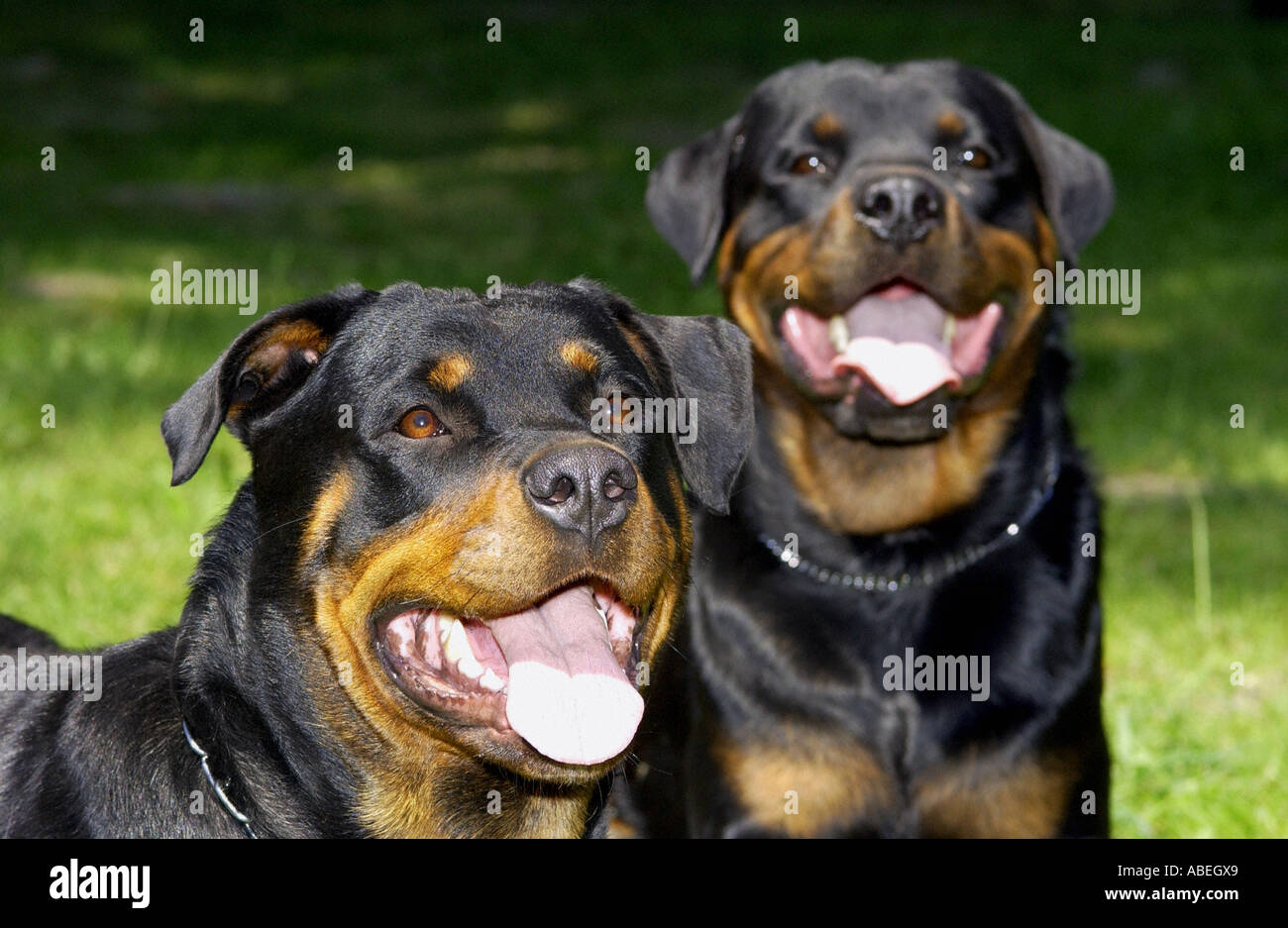Rottweiler breeding hi-res stock photography and images - Alamy