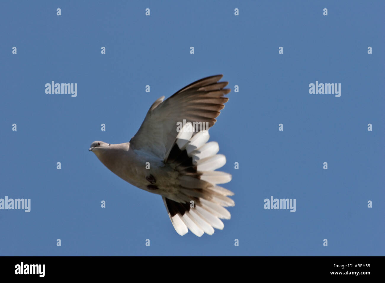 Eurasian Collared-Dove in flight in scenic Florida USA Stock Photo - Alamy