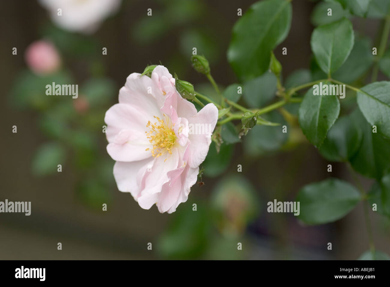 Rose with pink colour hi-res stock photography and images - Alamy
