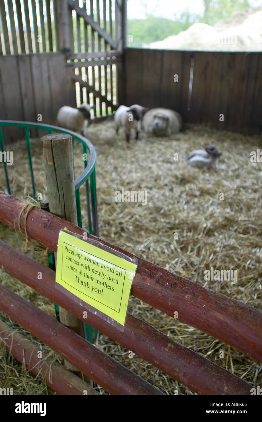Sign advising pregnant women to avoid sheep Stock Photo