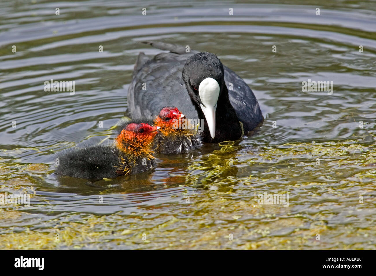 Coot with young Fulica atra. Natural history. Wildlife. Stock Photo