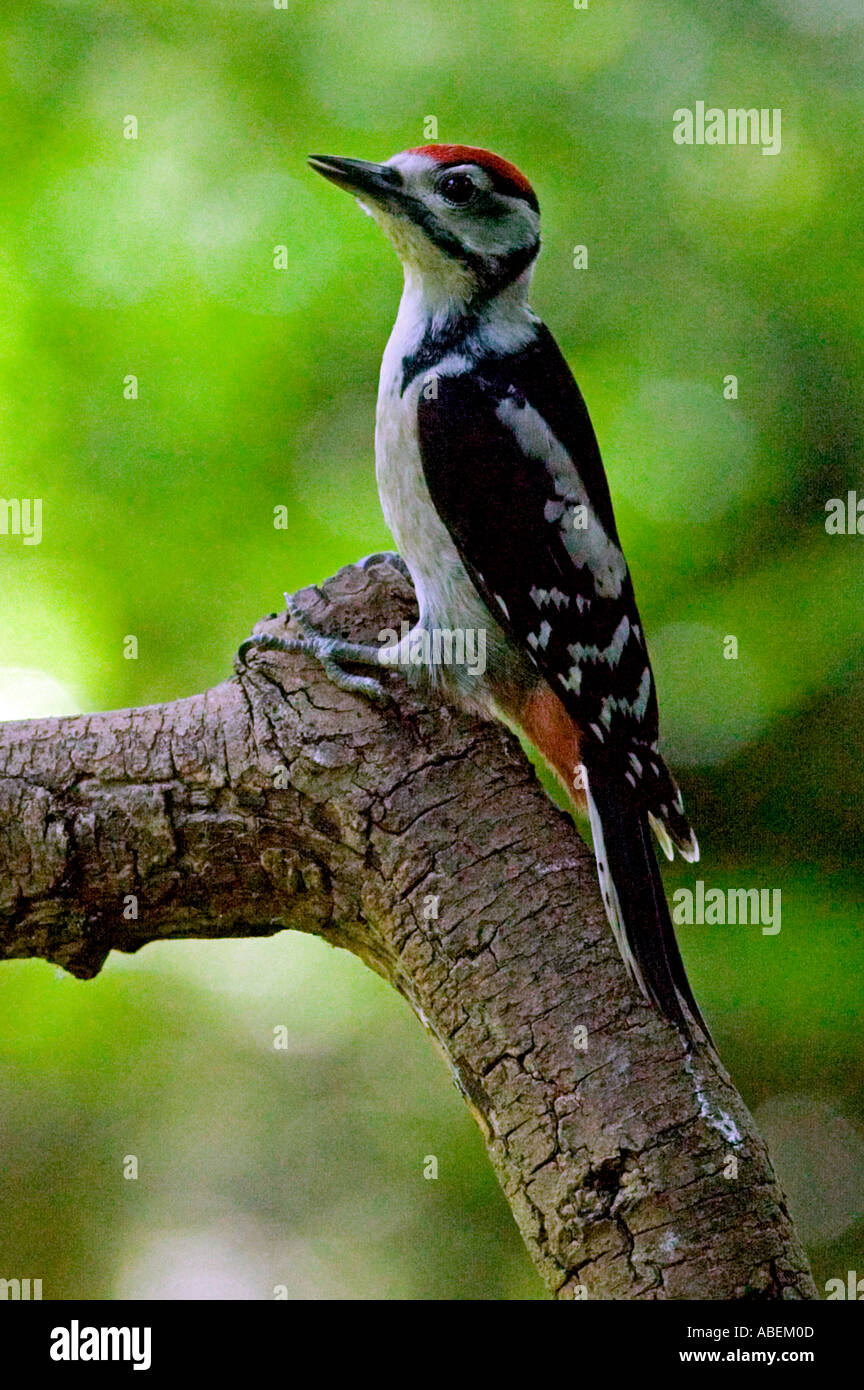 Great Spotted Woodpecker  Dendrocopos major. Natural history. Wildlife. Stock Photo