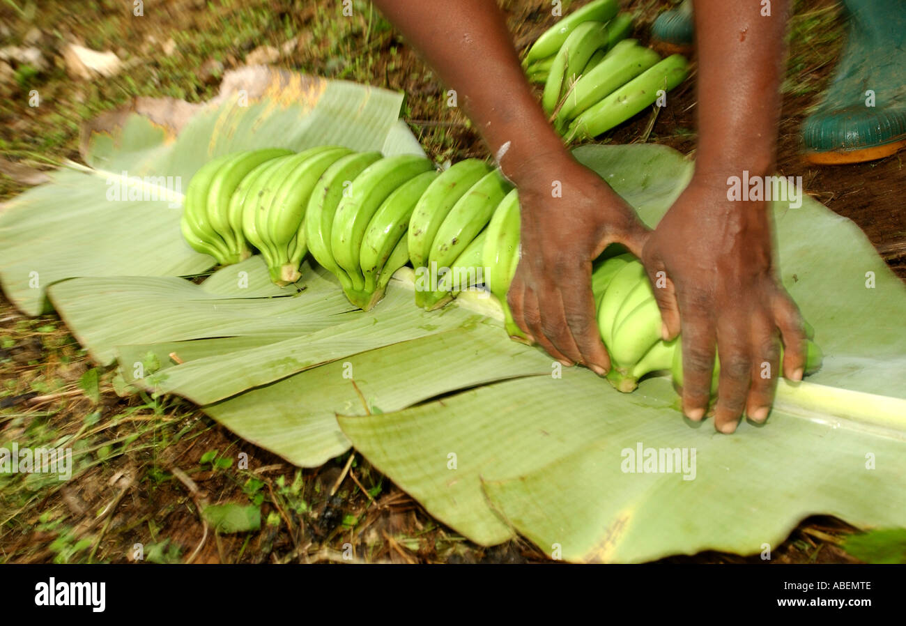 Trumpet cuts and lays out the bananas on a banana leaf ready for taking to the packing shed Stock Photo