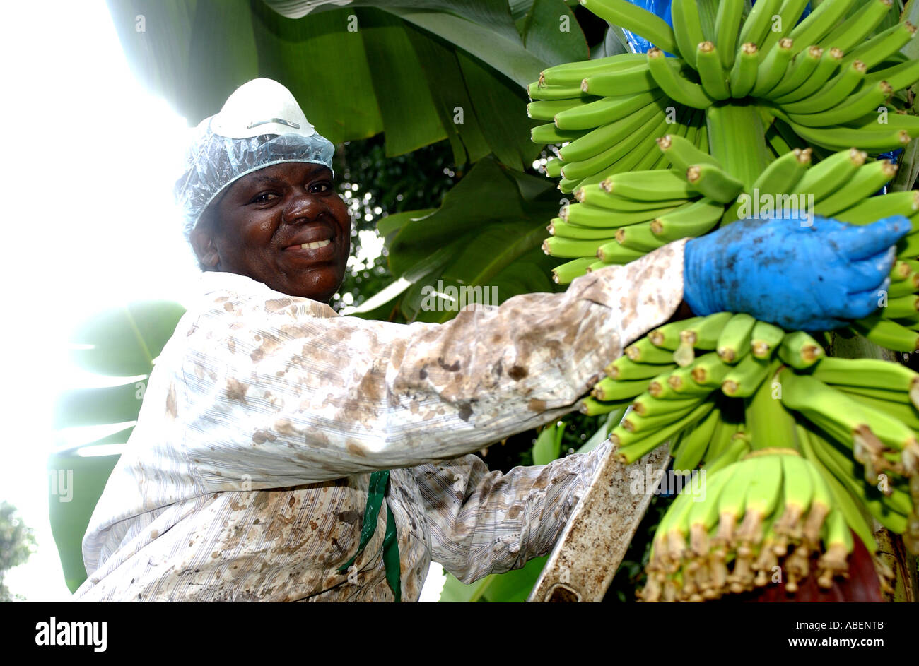 Fairtrade banana farmer Maria Porter picking bananas Stock Photo Alamy