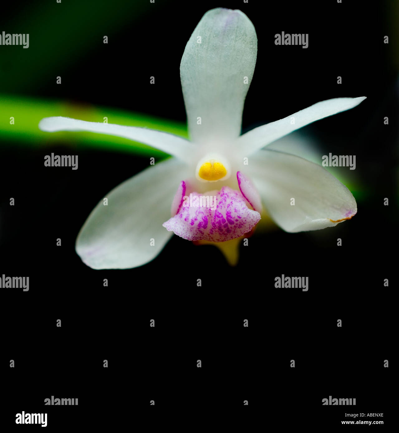 Orchid Vanda spp Stock Photo