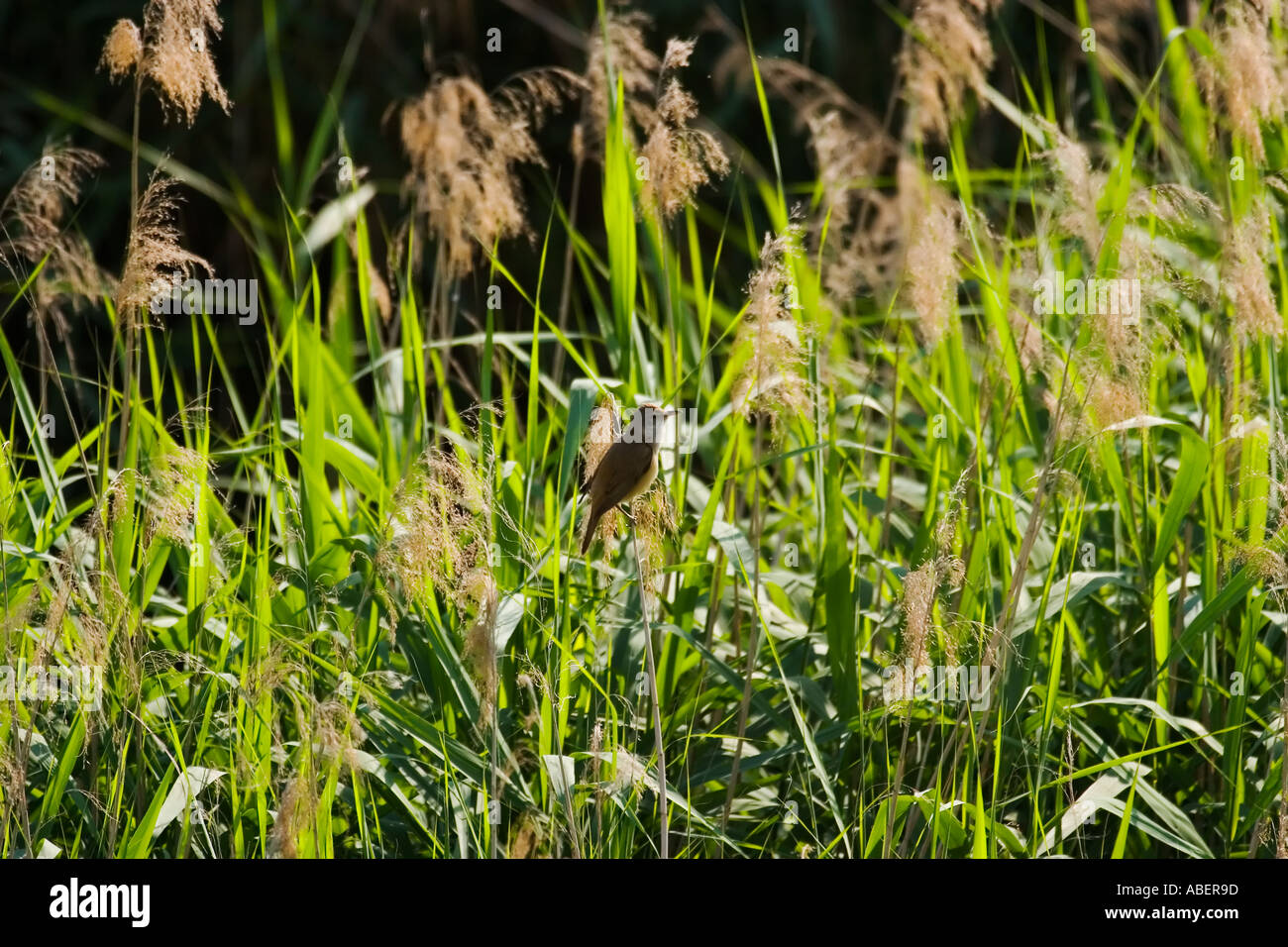 Bird wild Canareccione Acrocephalus arundinaceus and reed Trentino Italy Stock Photo