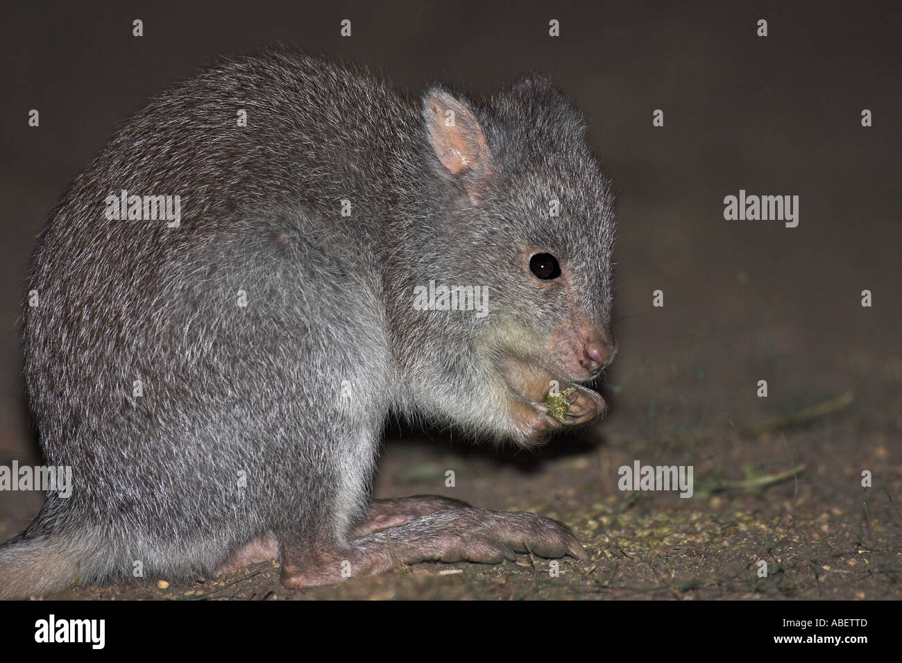 Kangaroo rat eating hires stock photography and images Alamy