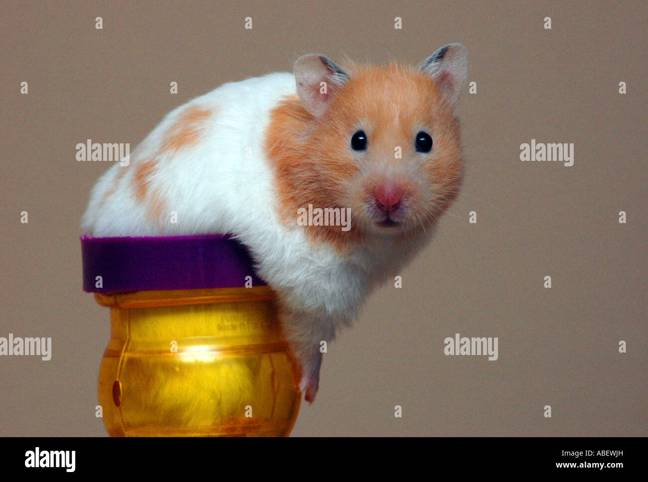Syrian Hamster Stock Photo