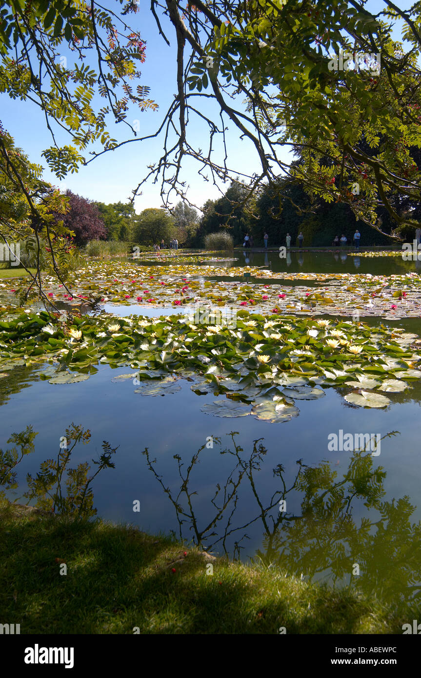 Hemingbrough Pond National Collection of Water Lilies in full bloom, at Burnby Hall ...