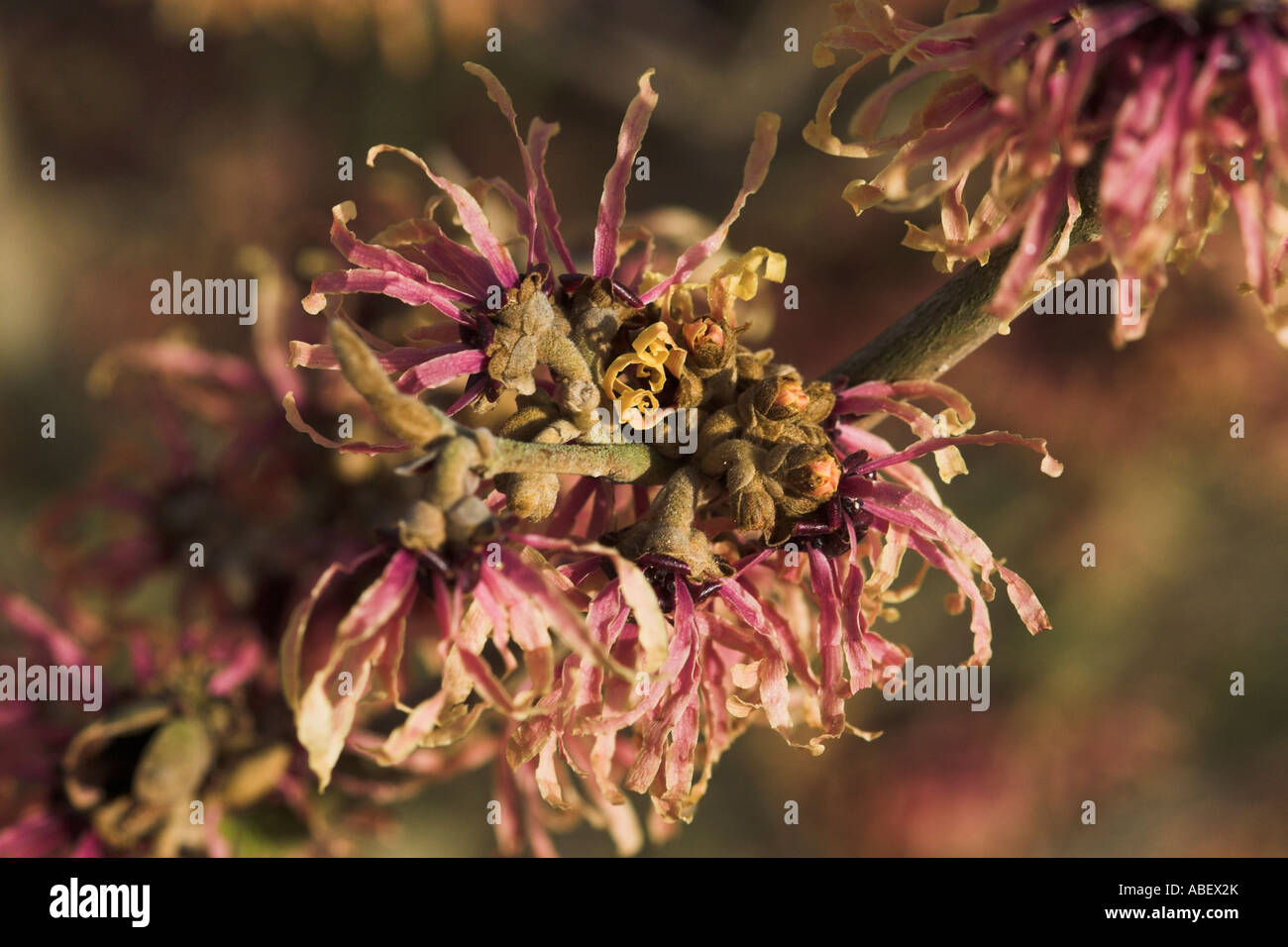 Hamamelis X intermedia Strawberries and Cream Stock Photo Alamy
