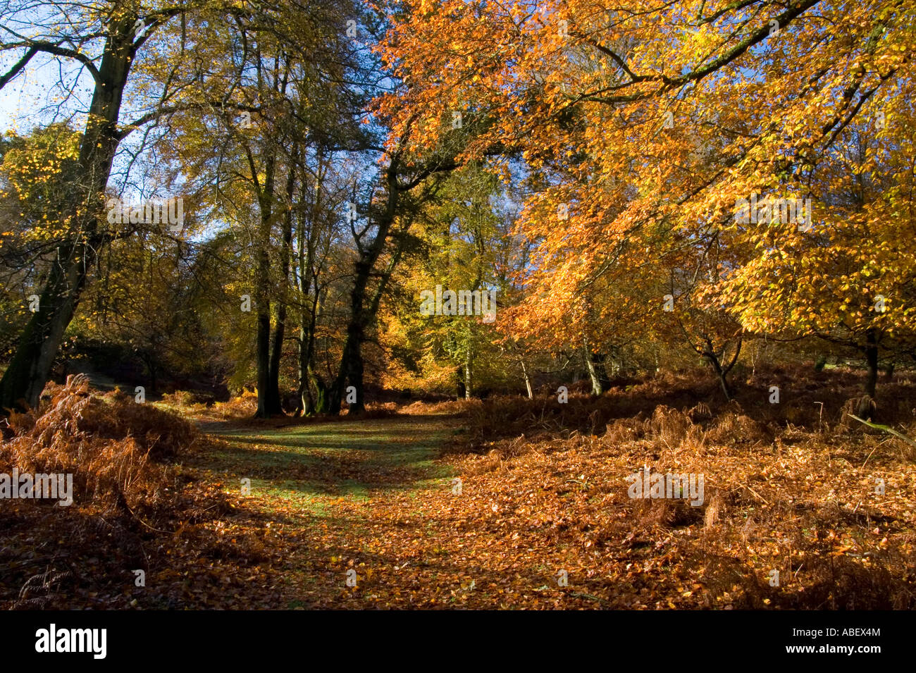 New forest sky hi-res stock photography and images - Alamy
