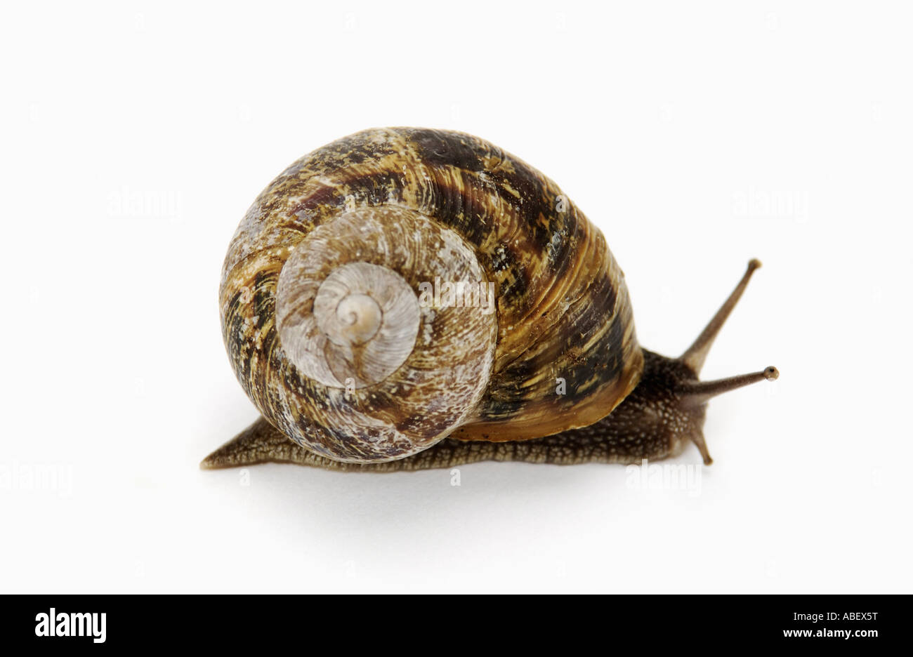 Garden snail on white background Stock Photo