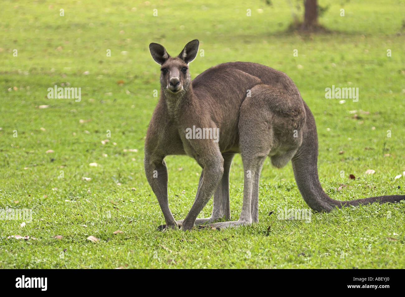 eastern grey kangaroo, macropus giganteus Stock Photo