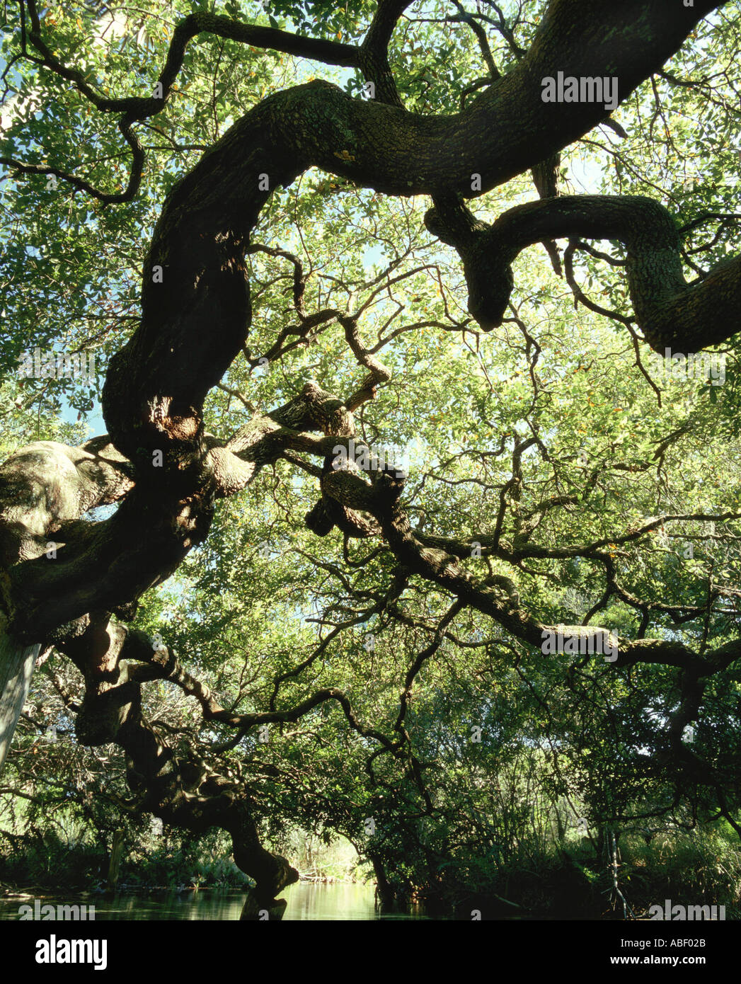 Live Oak tree over Sweetwater Spring Ocala National Forest FL Stock