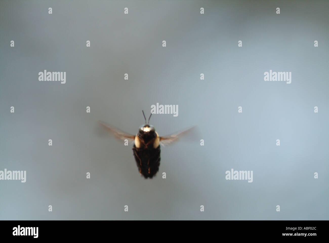 Flight insects hi-res stock photography and images - Alamy