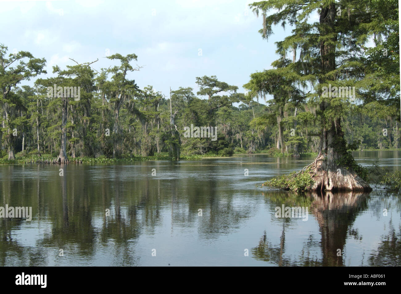 Cypress trees in water at Wakulla Springs State park FL Stock Photo