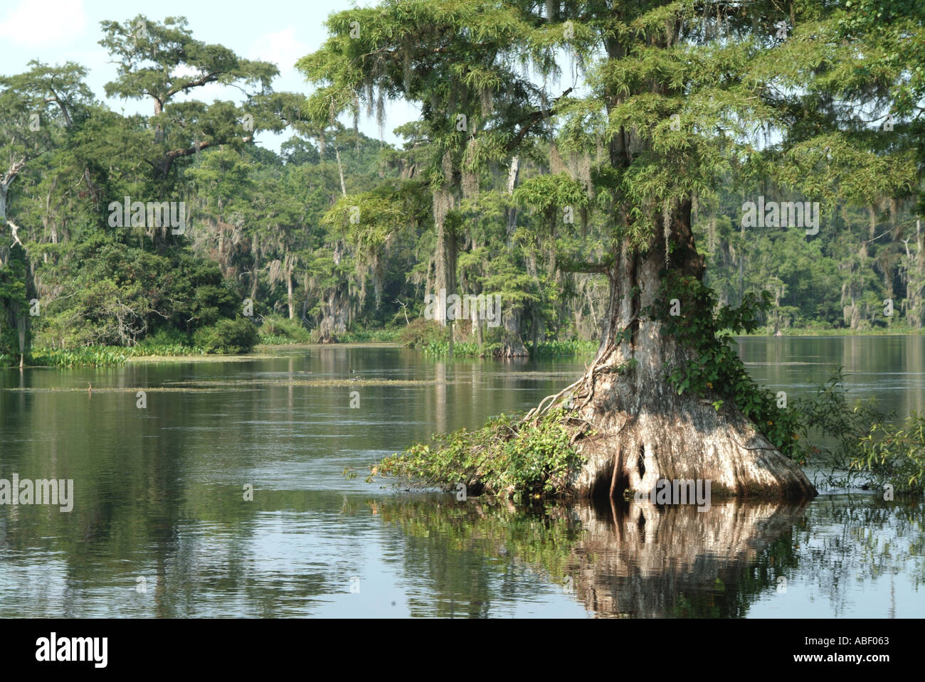 Cypress tree in water Wakulla Springs State park FL Stock Photo