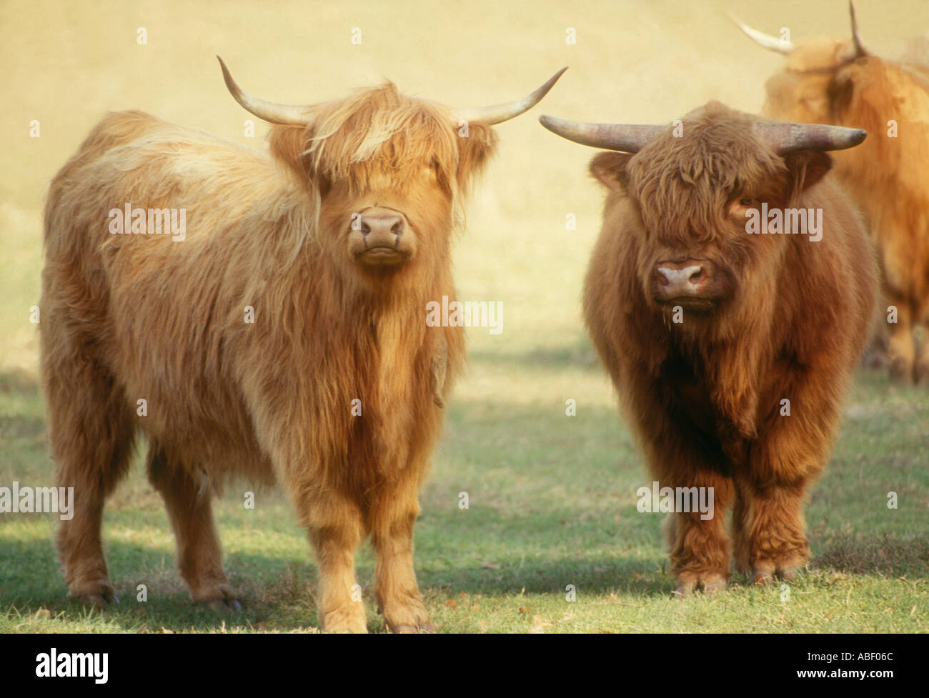 Scottish Highlander cattle Stock Photo