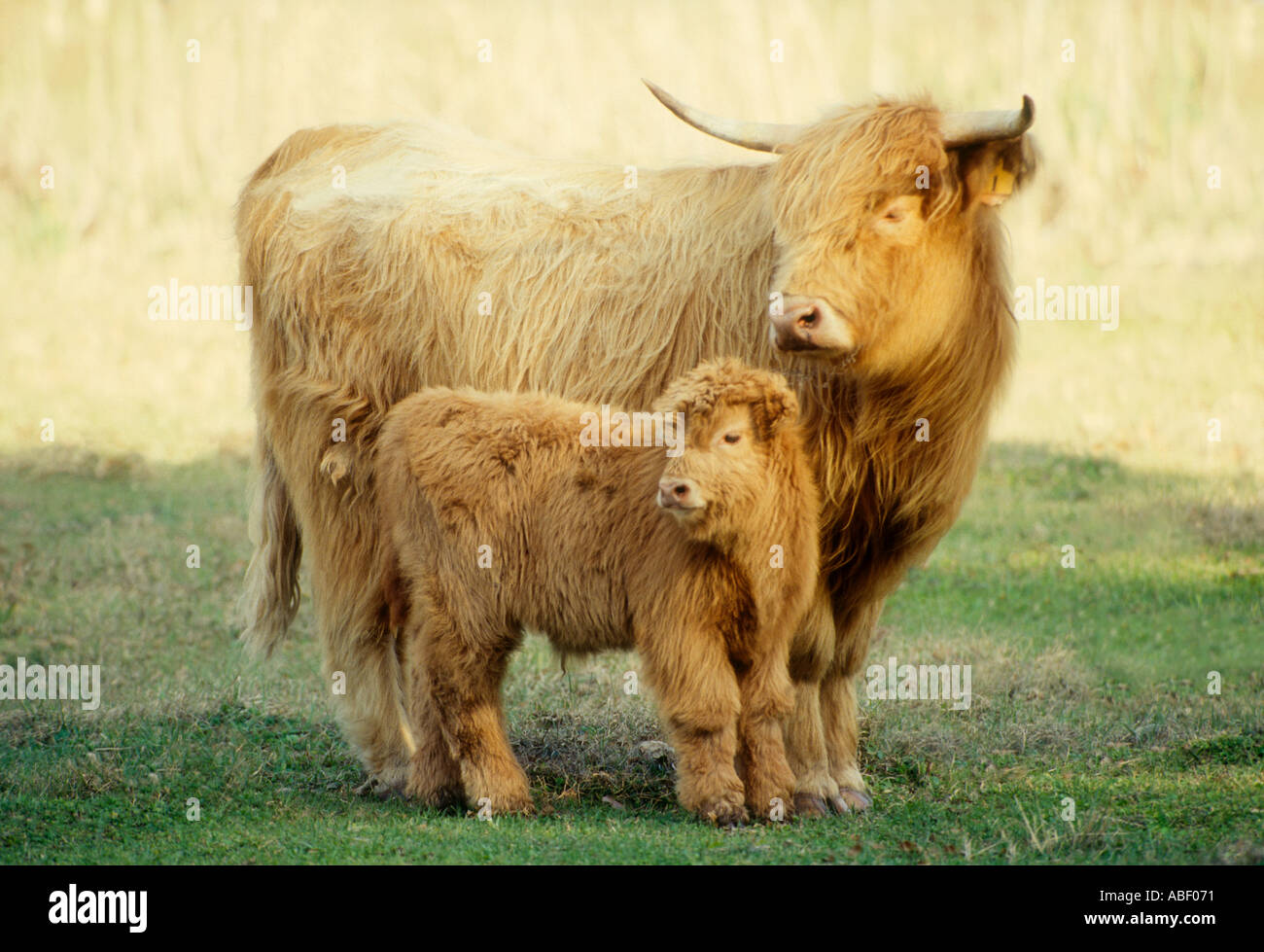 Scottish Higlander Cow with calf Stock Photo - Alamy