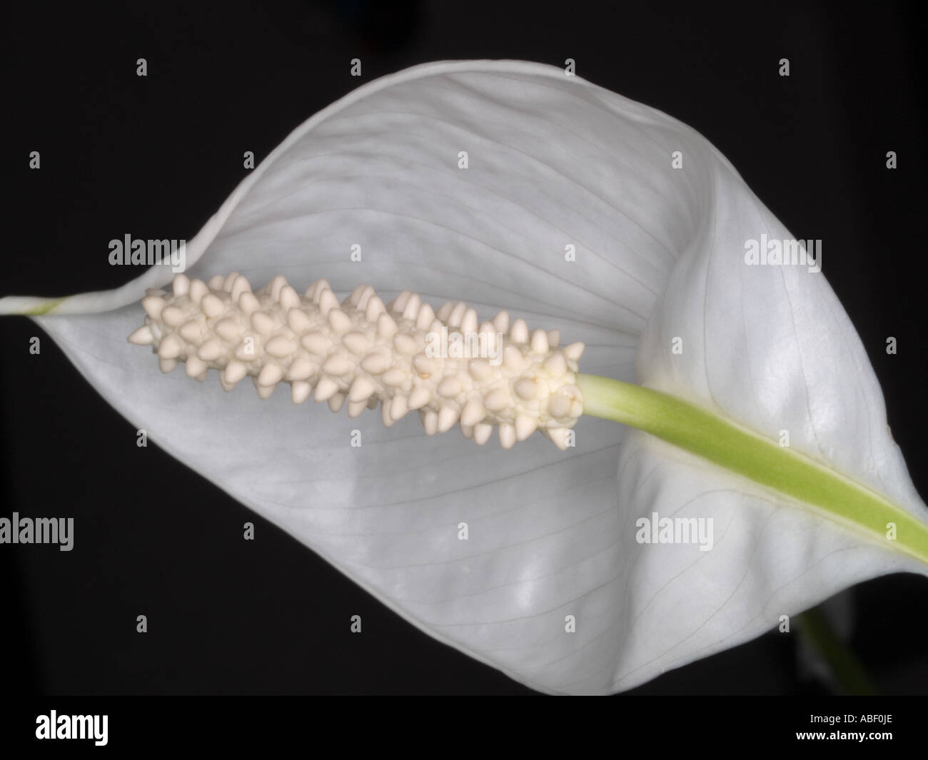 Extreme close-up of Spathiphyllum flower head showing cream colored spadix and white spath or stamen Stock Photo