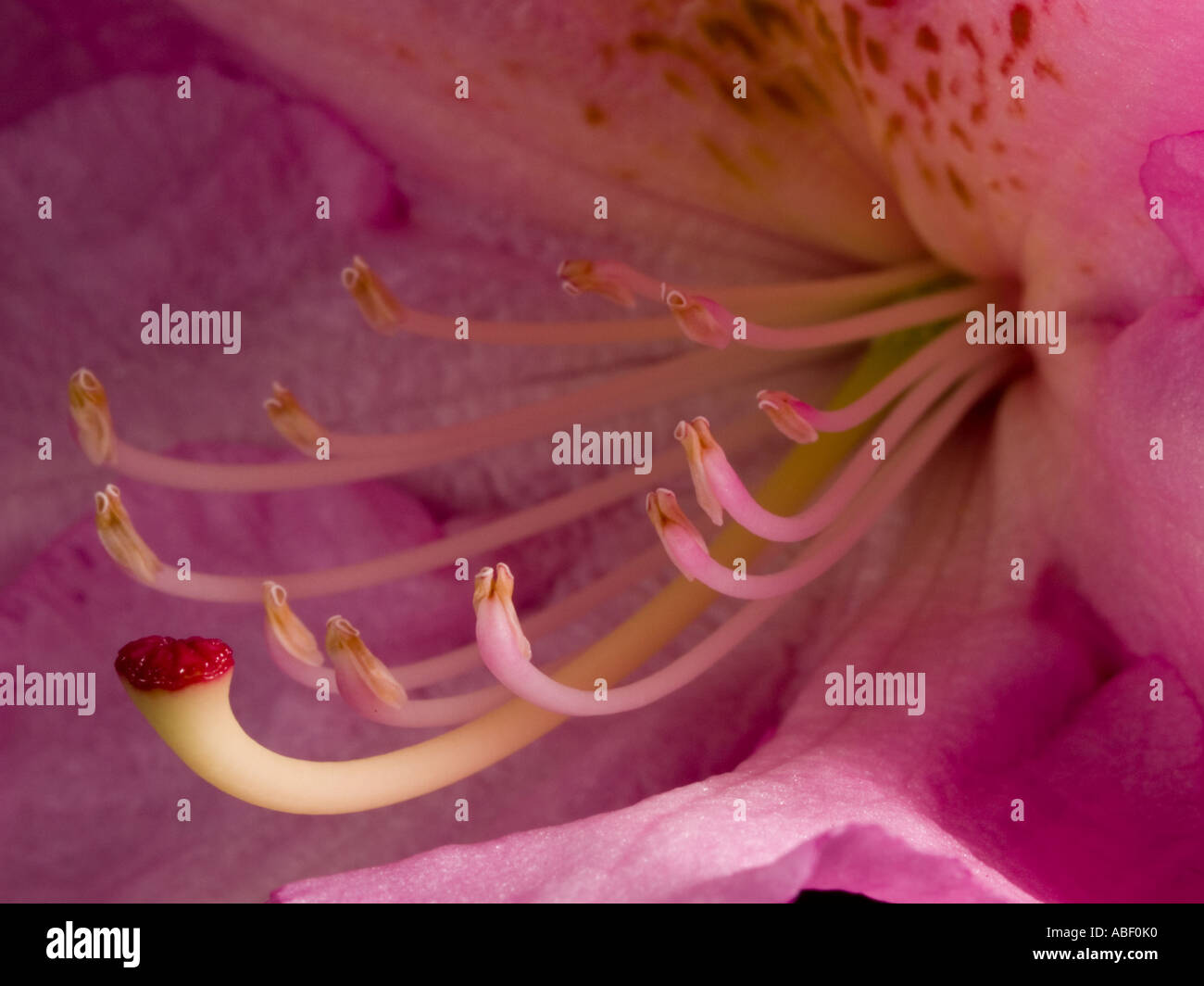 Extreme close-up of pink flower with candelabra-shaped stamens Stock Photo