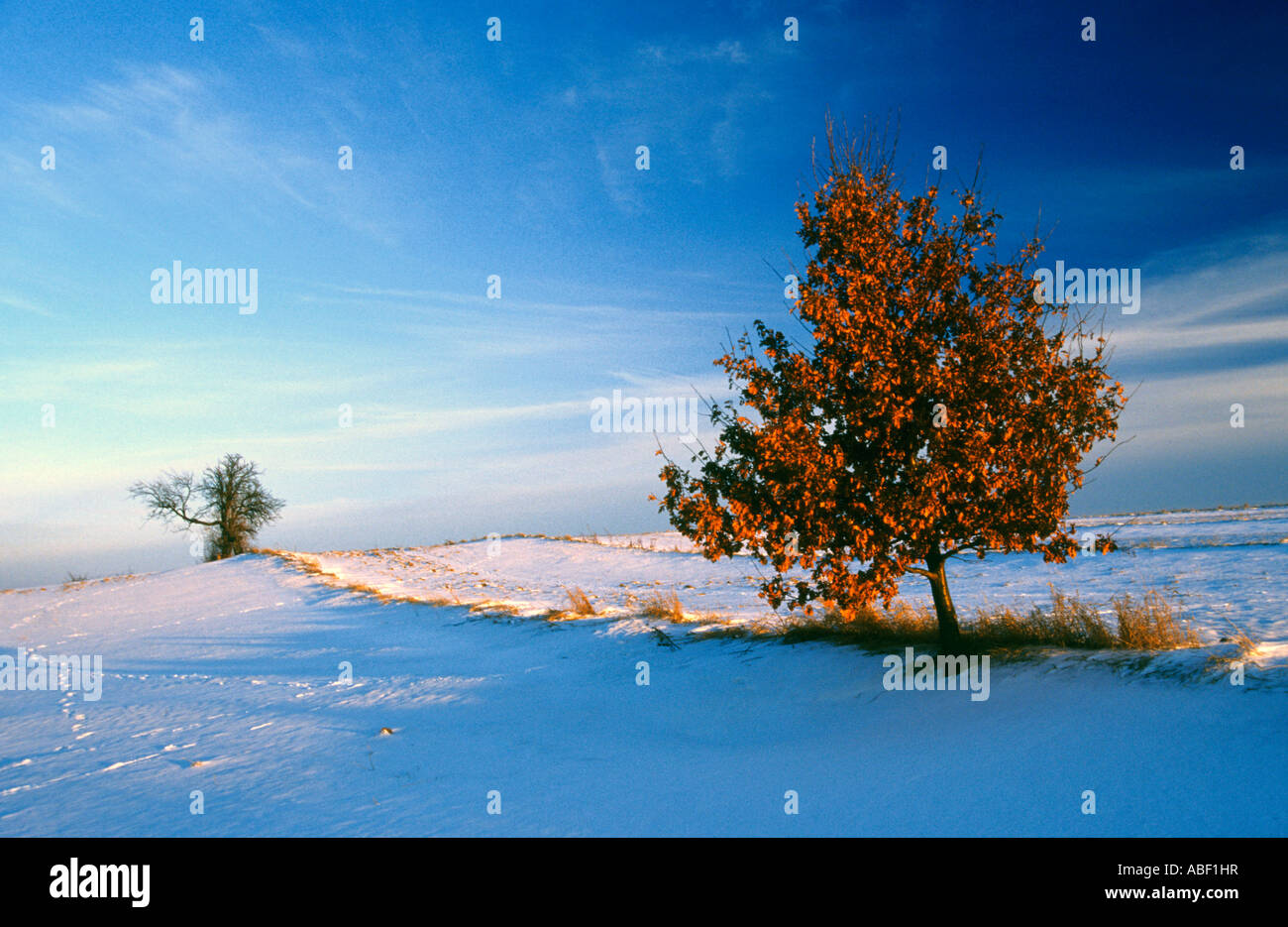 Red tree in winter Stock Photo