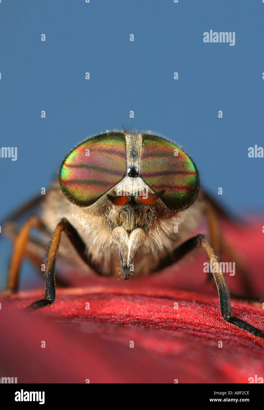 Close up of the Eyes of a Horse Fly Stock Photo