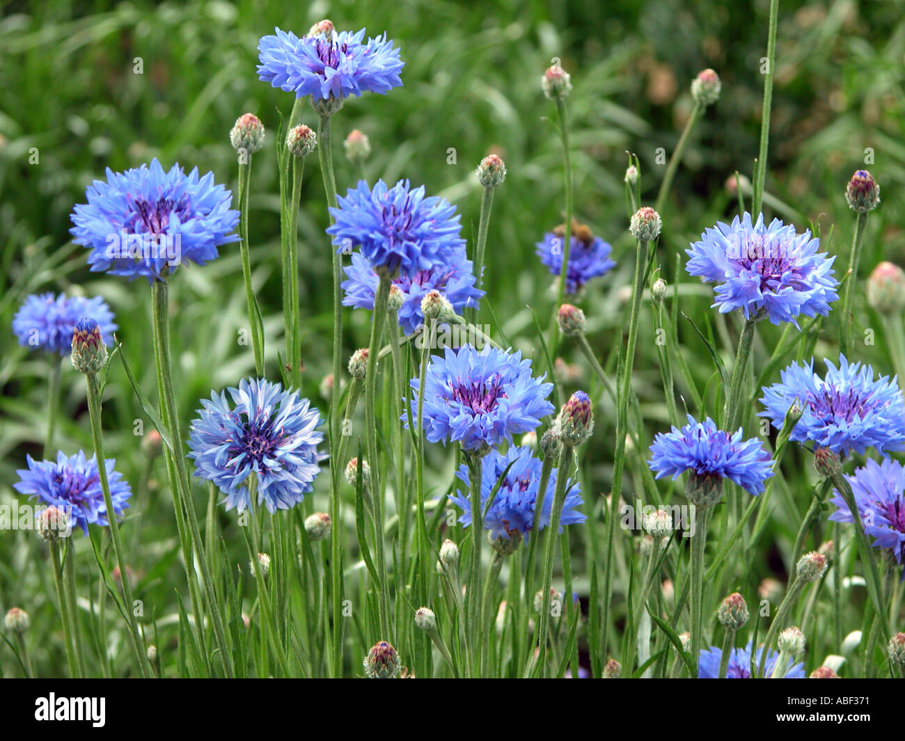 Sbutton hires stock photography and images Alamy