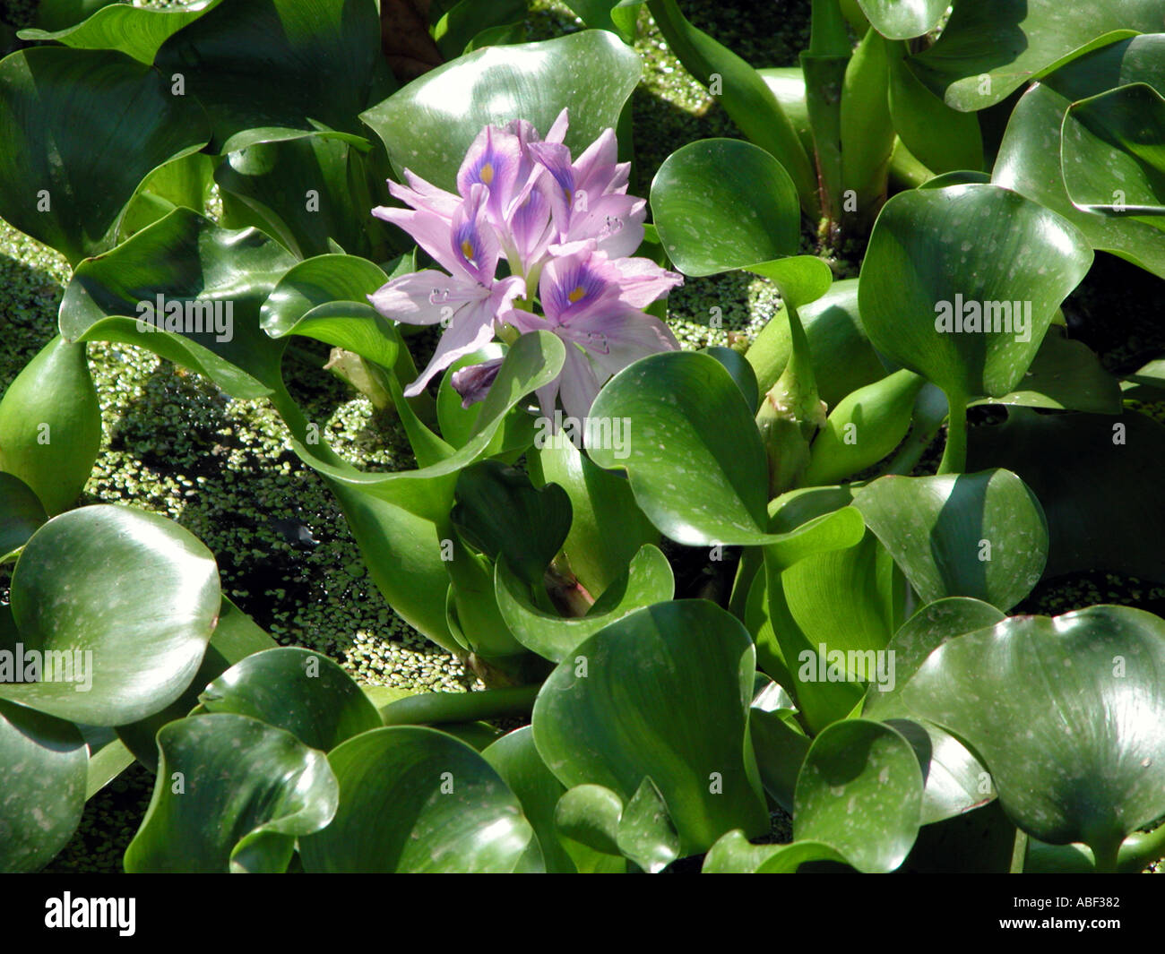 water hyacinth Eichhornia crassipes Pontederiaceae Wasserhyazinthe Stock Photo