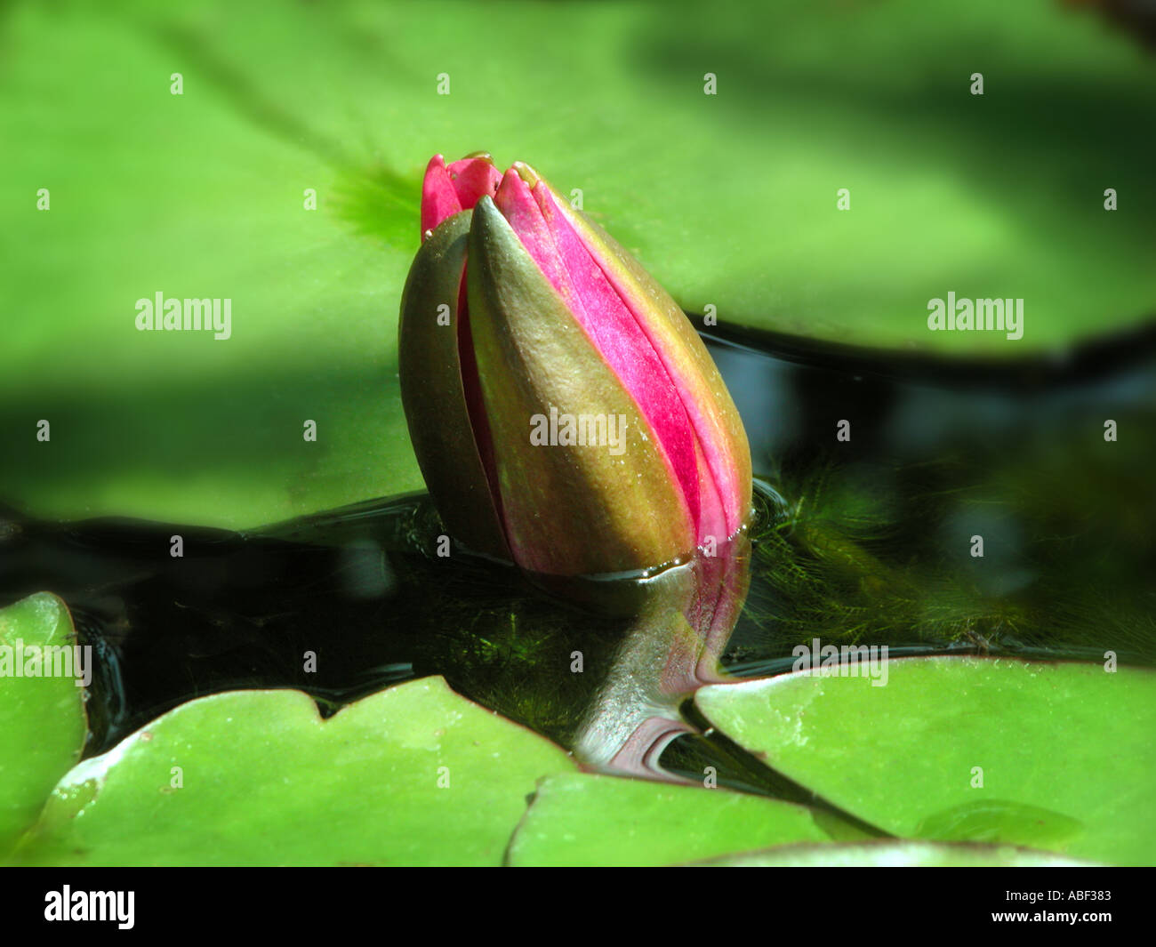the secret of the water lily waterplant Stock Photo Alamy