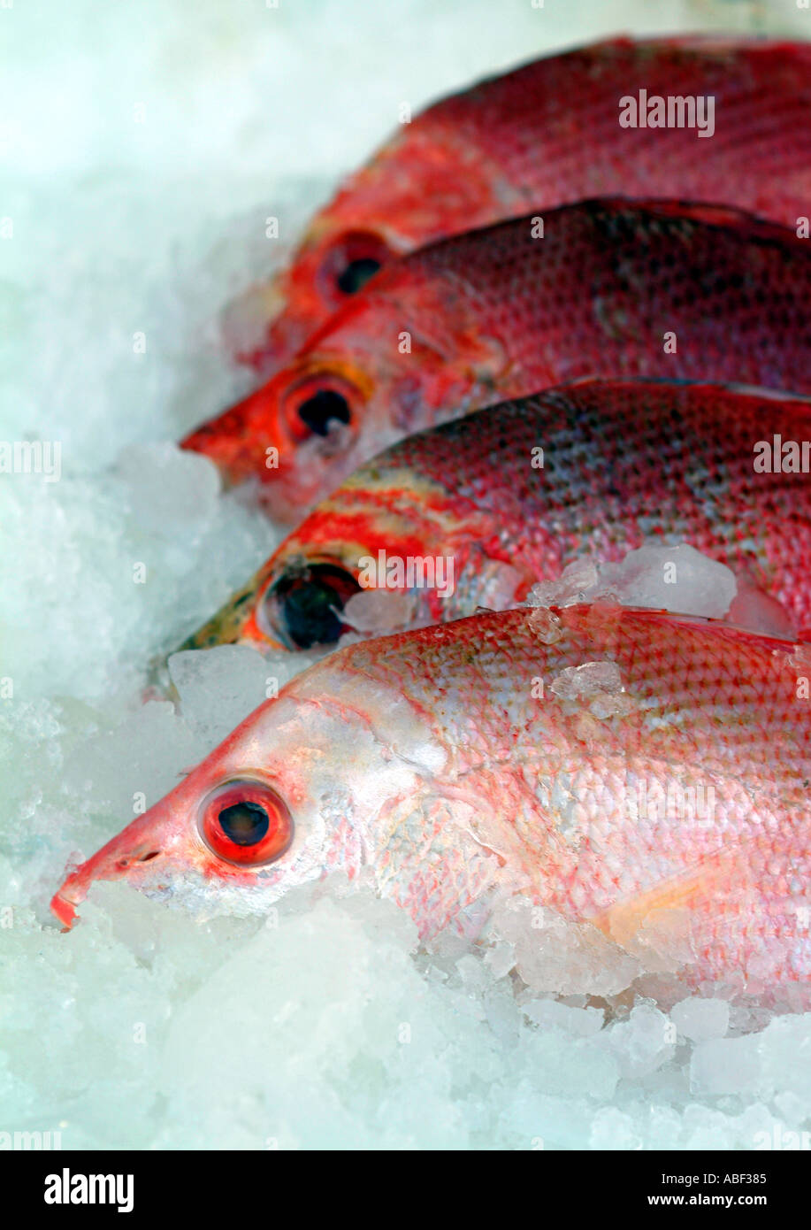 Pink red snapper hi-res stock photography and images - Alamy