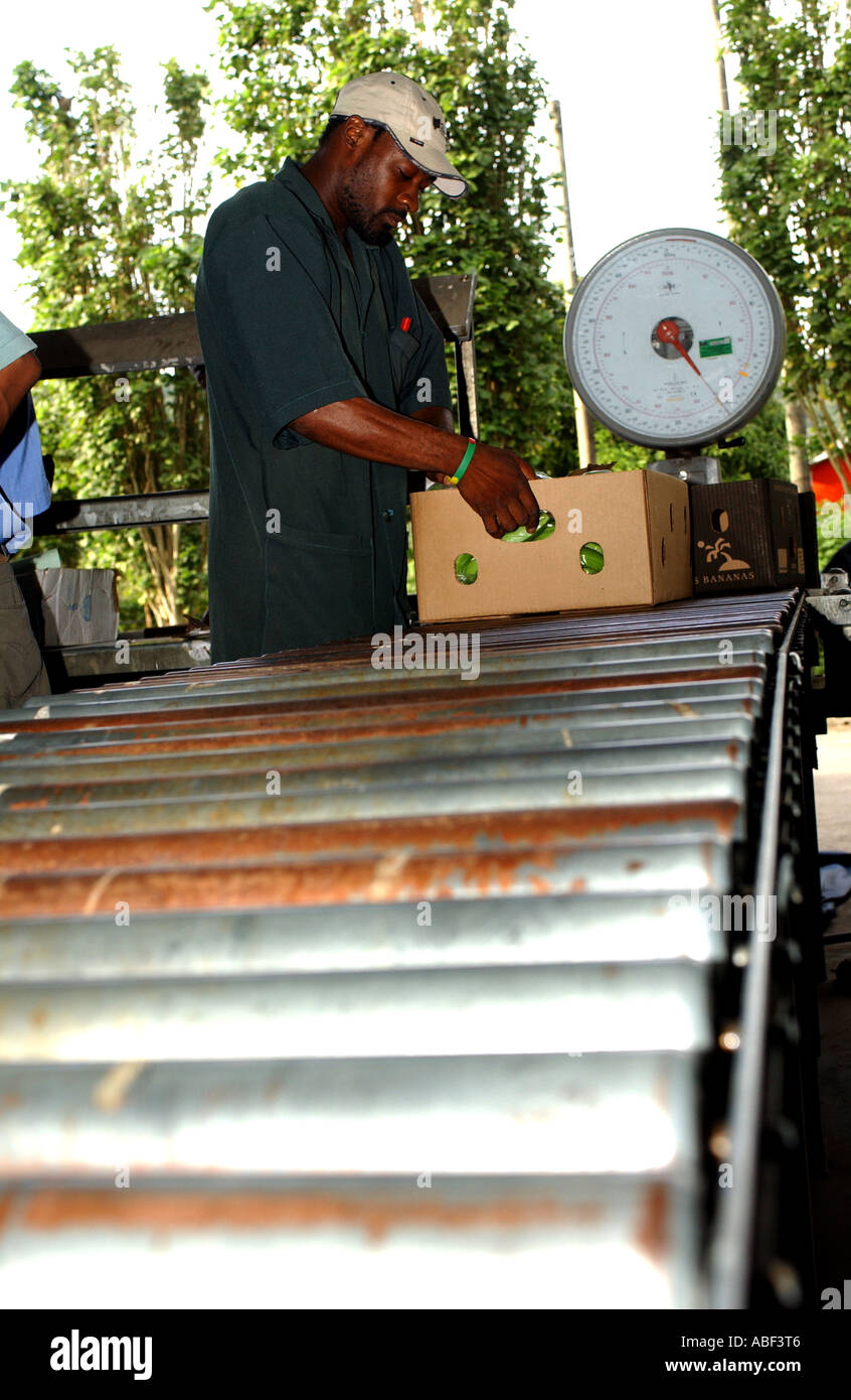Weighing and packaging Fairtrade bananas ready for export to the UK Stock Photo