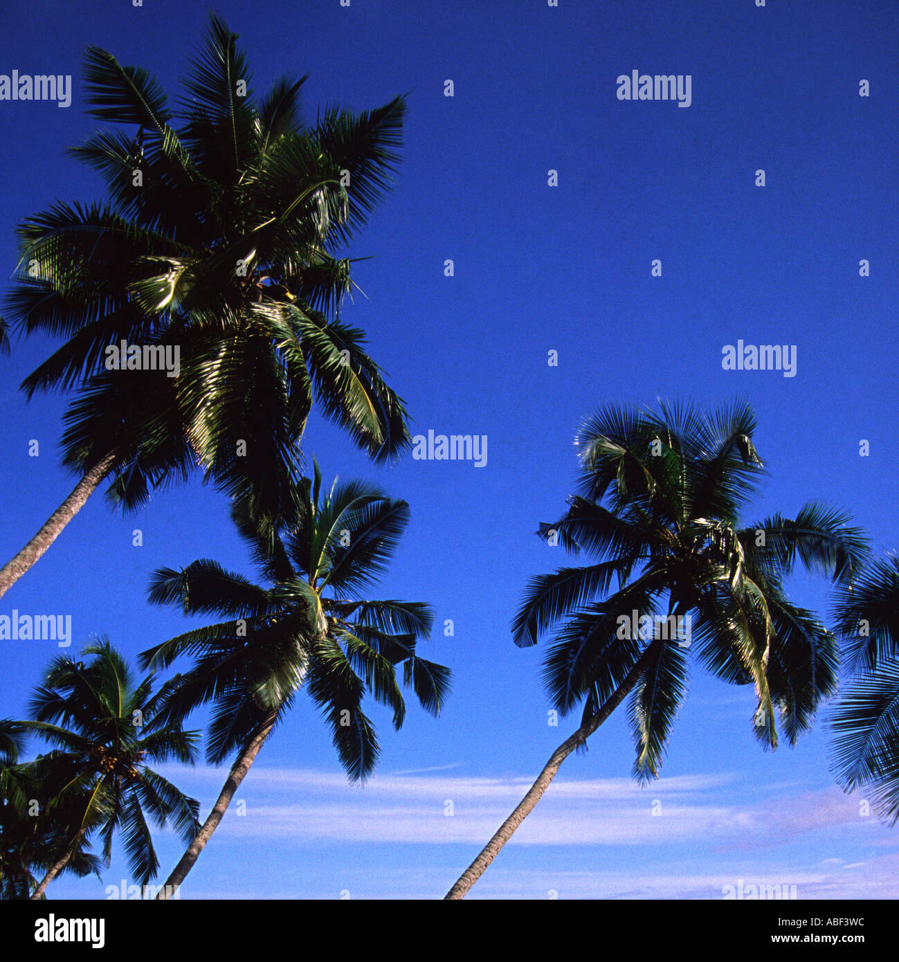 Dark blue sky and coconut trees slanting diagonally Kovalam Beach ...