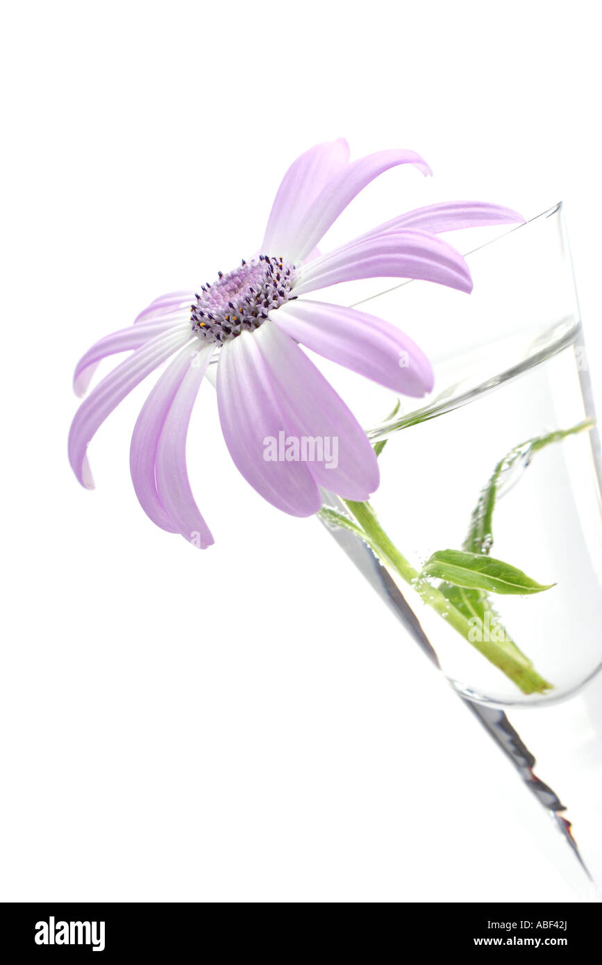 senetti, genus daisy Stock Photo